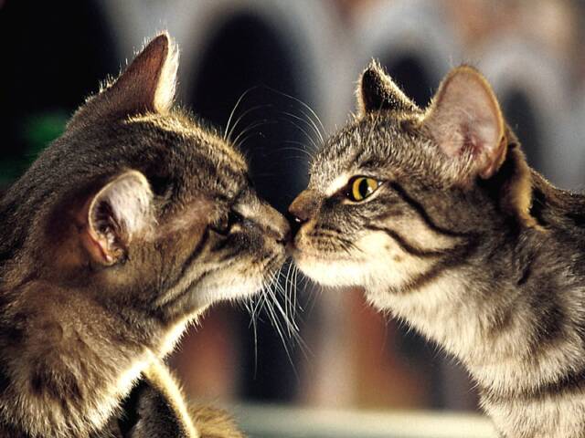 wallpaper kiss love. kitten_kiss_wallpaper-2.jpg